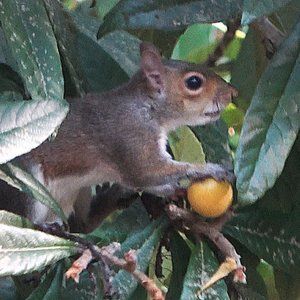 Meet your Posher, Portia